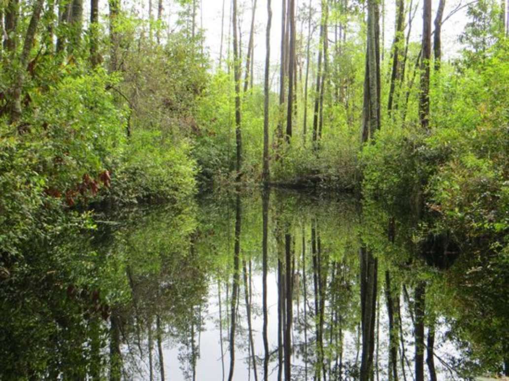 Okefenokee Swamp Park