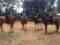 Pure Horse Play