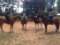 Pure Horse Play
