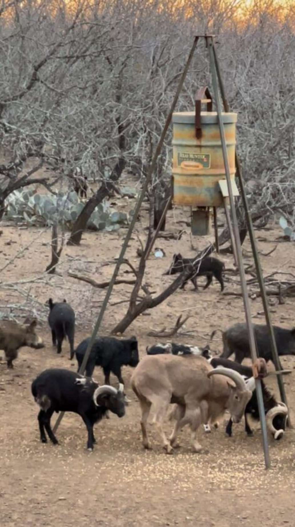 Cactus Creek Bowhunting