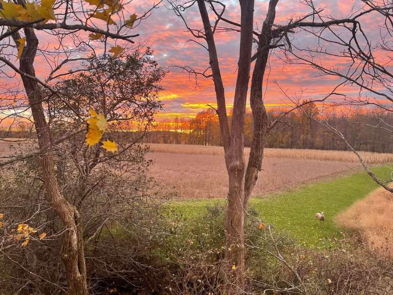BigTine Whitetails