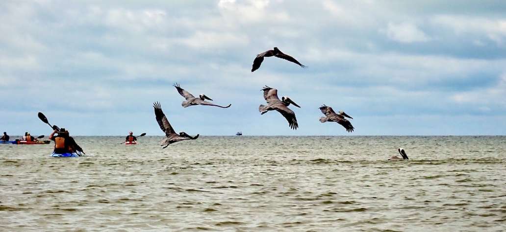 A Fort Myers Kayak Ecotour