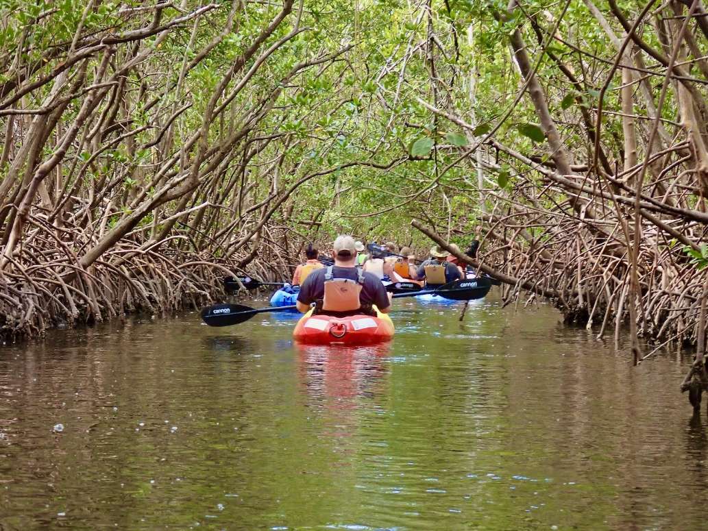 A Fort Myers Kayak Ecotour