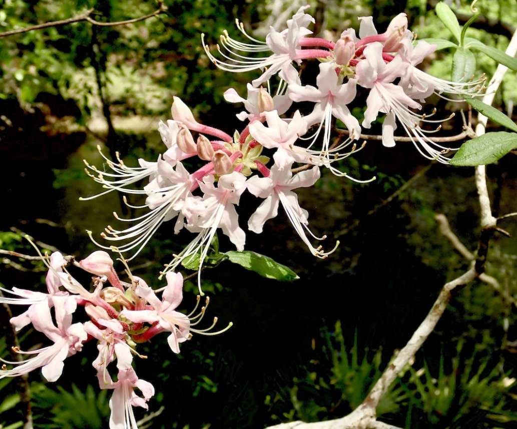 O'leno State Park