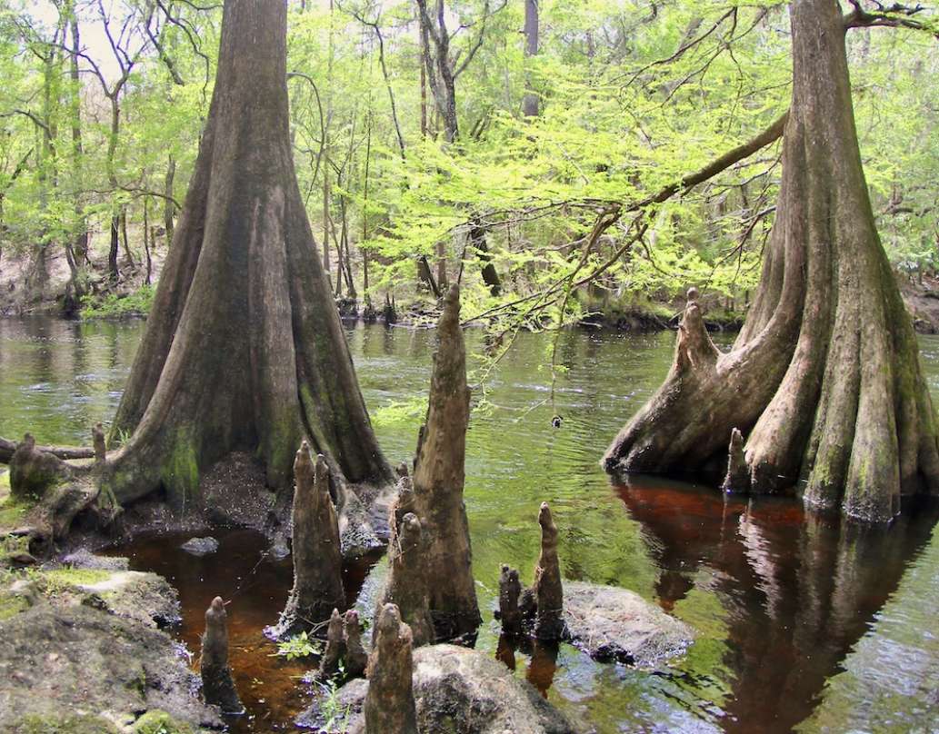A Visit to O'Leno State Park
