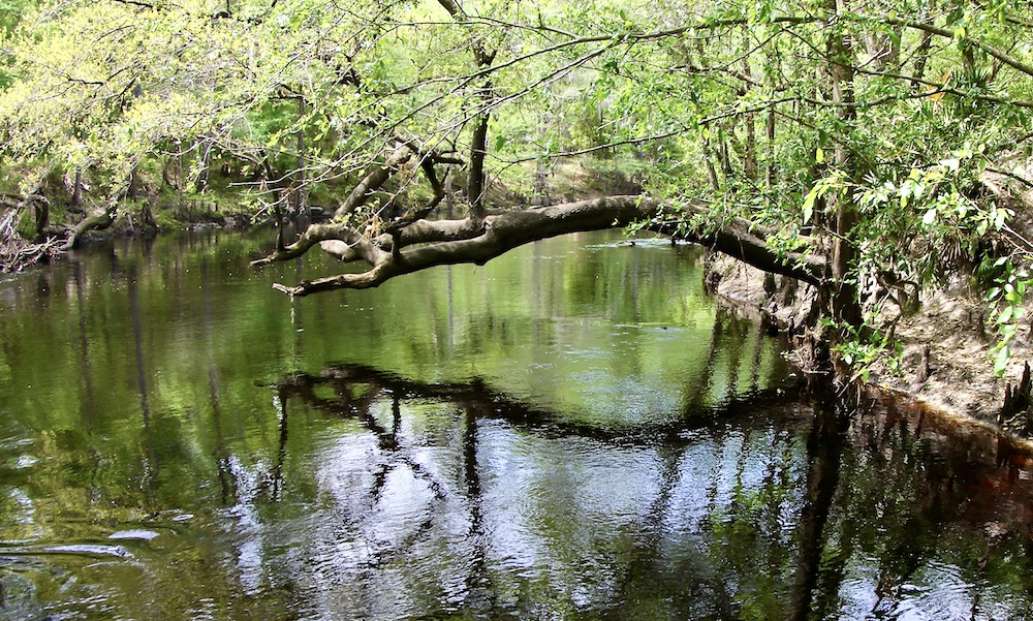 A Visit to O'Leno State Park