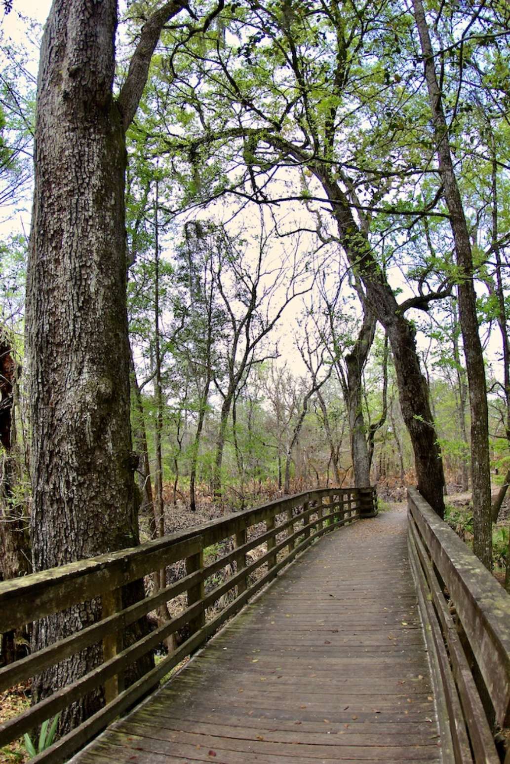 A Visit to O'Leno State Park