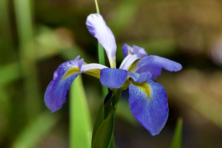 Fontainebleau State Park