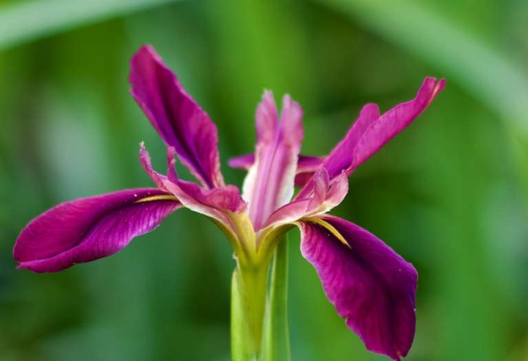  Palmetto Island State Park