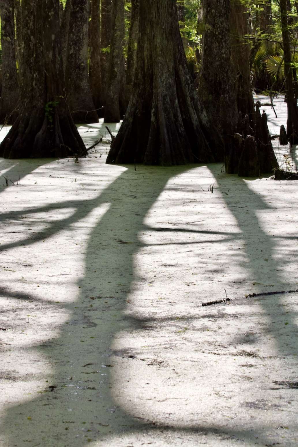 Palmetto Island State Park- A Review