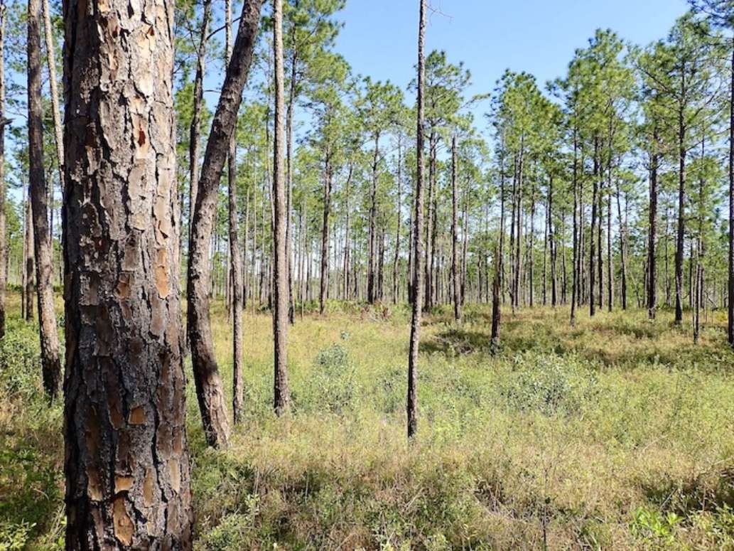 Mississippi Sandhill Crane National Wildlife Refuge- A Review