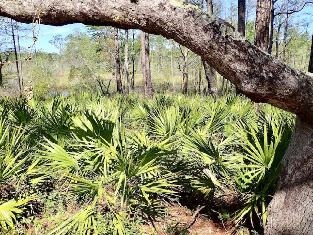 Mississippi Sandhill Crane National Wildlife Refuge- A Review