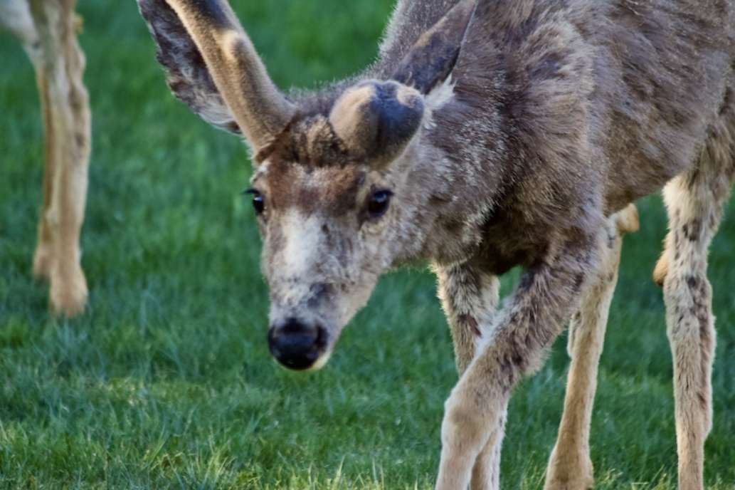 Capitol Reef National Park