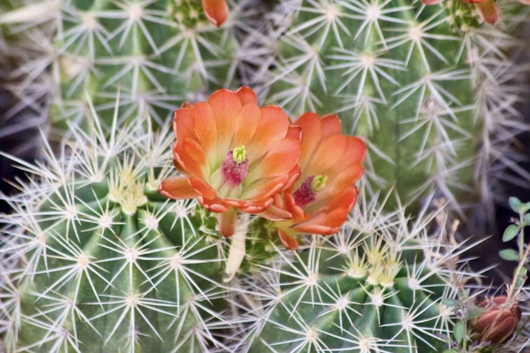 Alamogordo, NM 88310