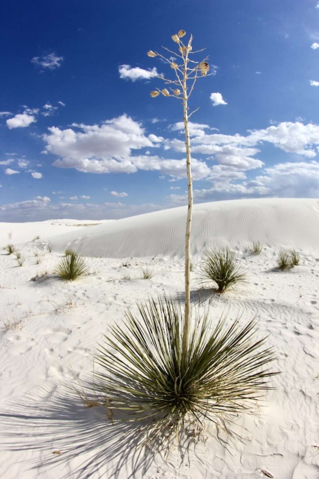 White Sands National Park