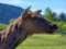 Alaska Wildlife Conservation Center