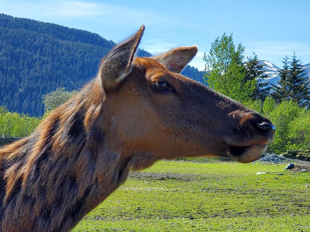 Alaska's First Stop for Wildlife