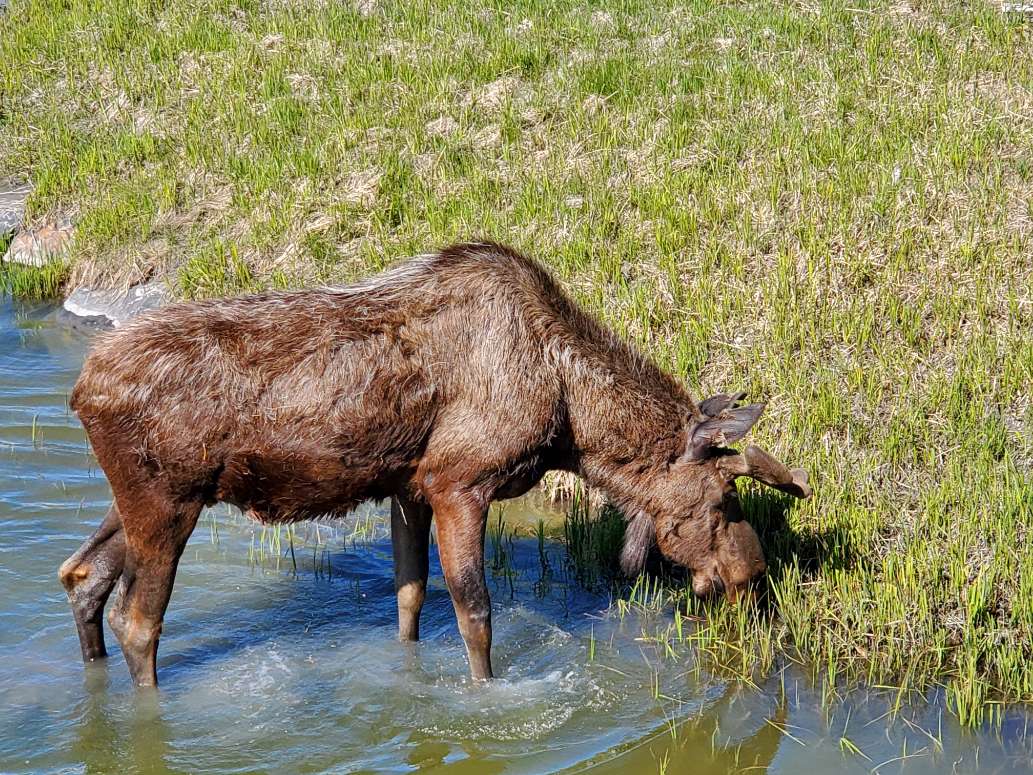 Alaska's First Stop for Wildlife