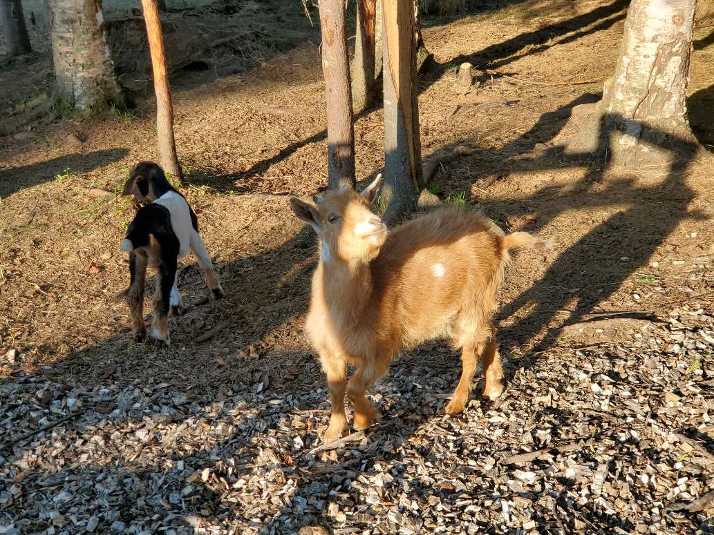 Great RV Park in the Center of the Kenai