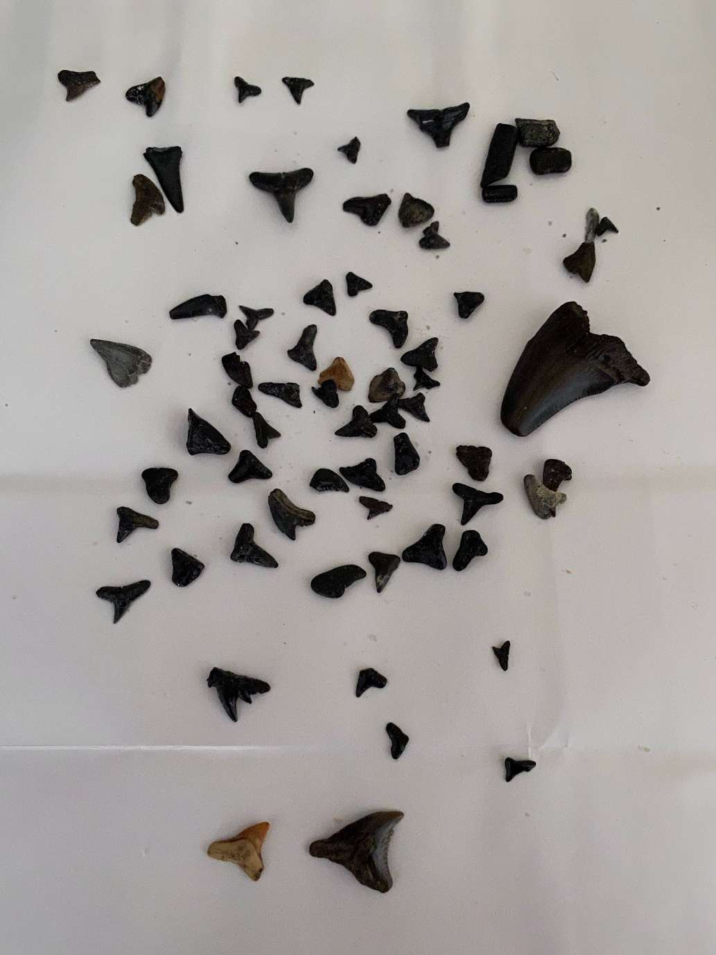 Our day at Shark Tooth Island