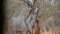 Louwlardus Safaris