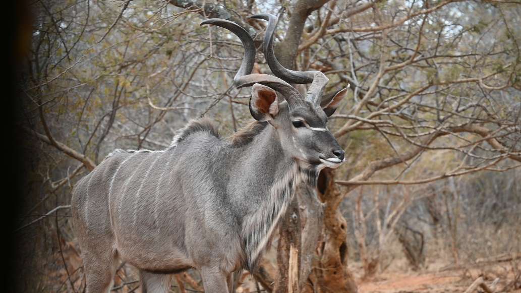 Affordable African Safari