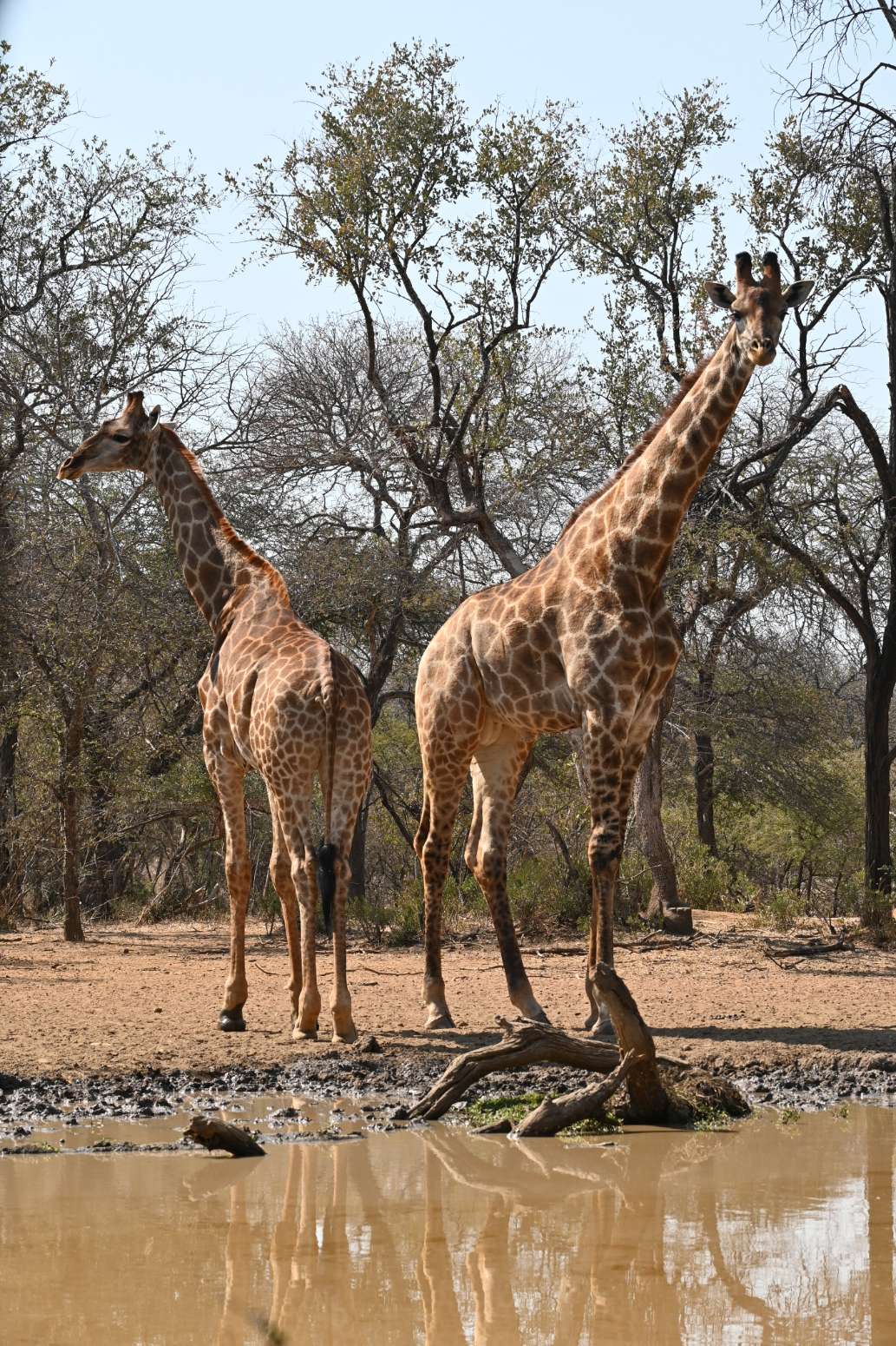 Affordable African Safari