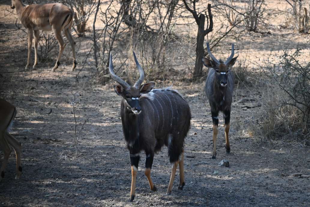 Affordable African Safari