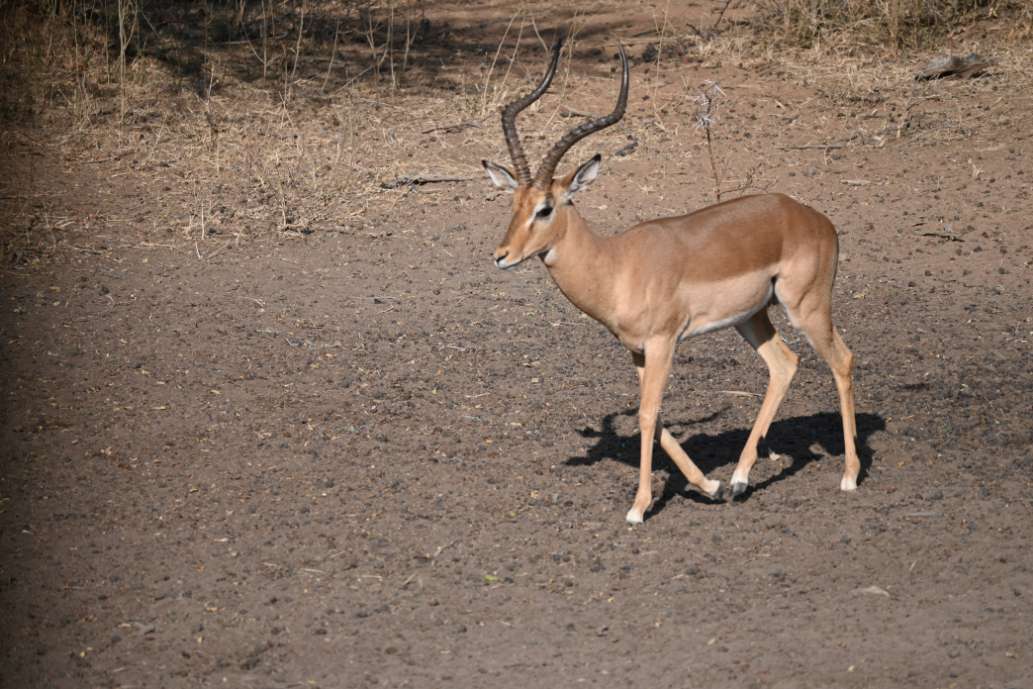 Affordable African Safari