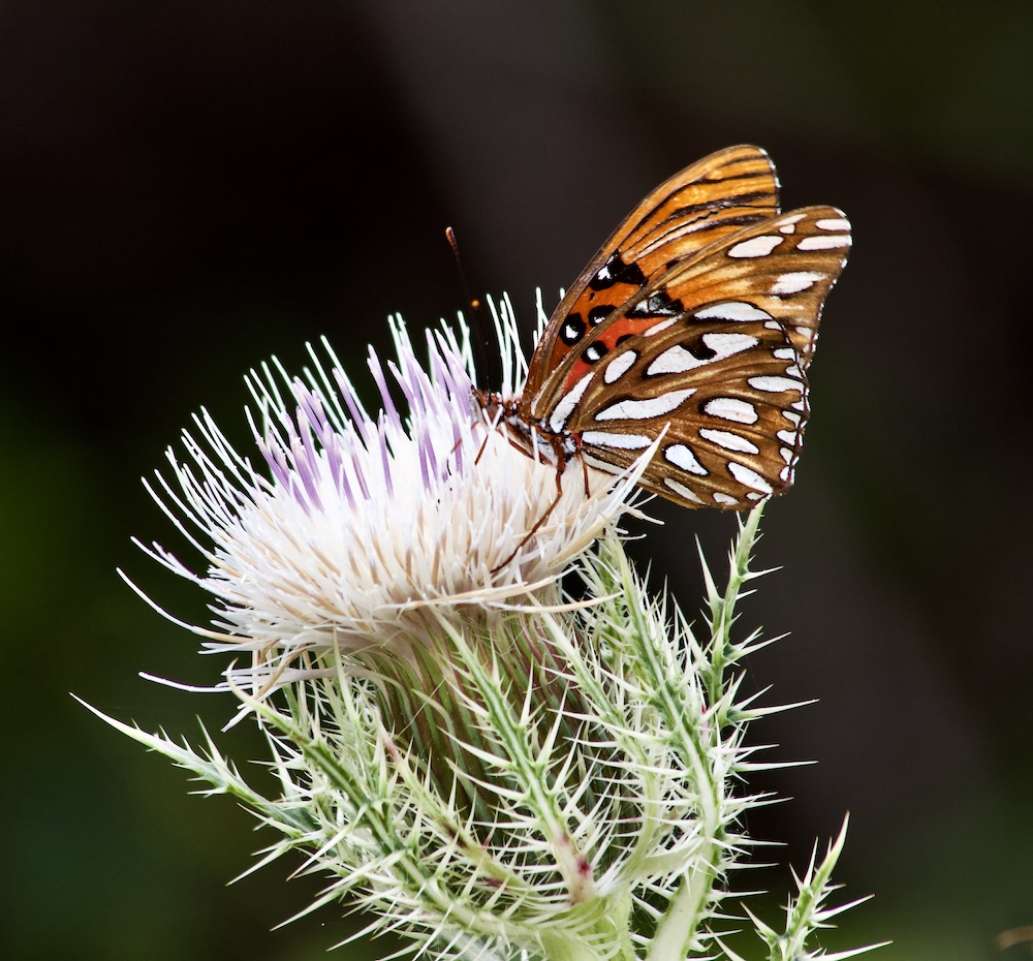 Anderson's Outdoor Adventures on Florida's Santa Fe River