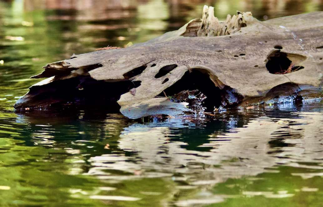 Anderson's Outdoor Adventures on Florida's Santa Fe River