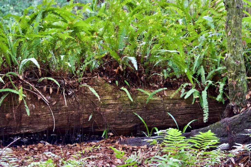 Anderson's Outdoor Adventures on Florida's Santa Fe River
