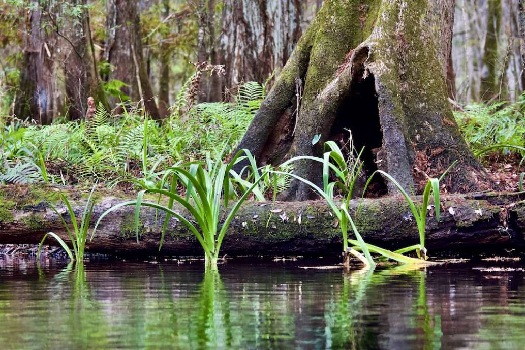Anderson's Outdoor Adventures on Florida's Santa Fe River