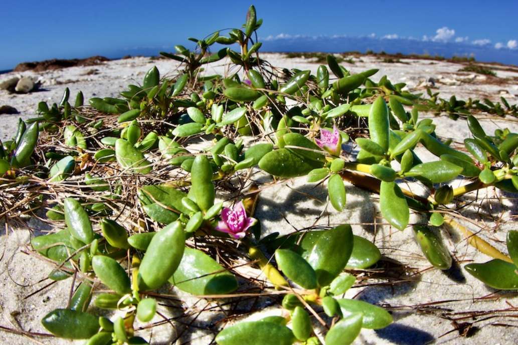 Visit St. George Island State Park!