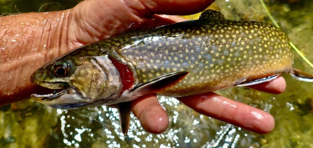 Fly Fishing the Oconaluftee River