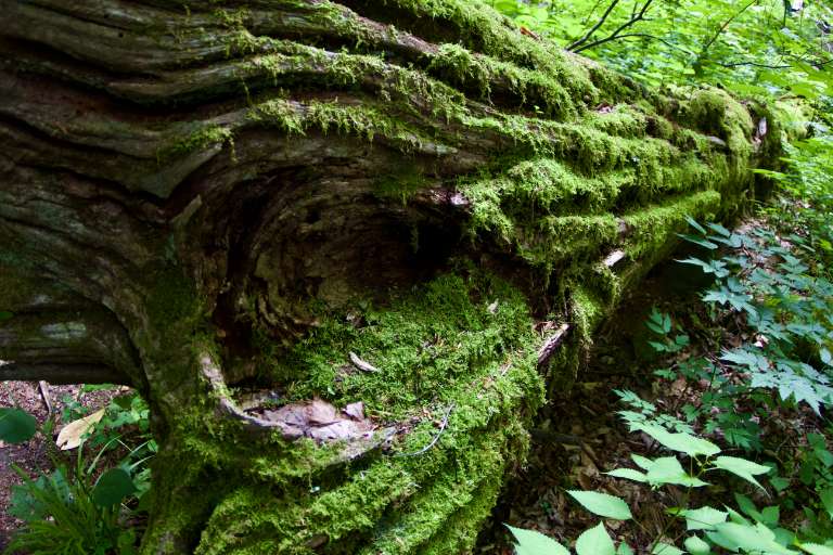 Joyce Kilmer Memorial Forest