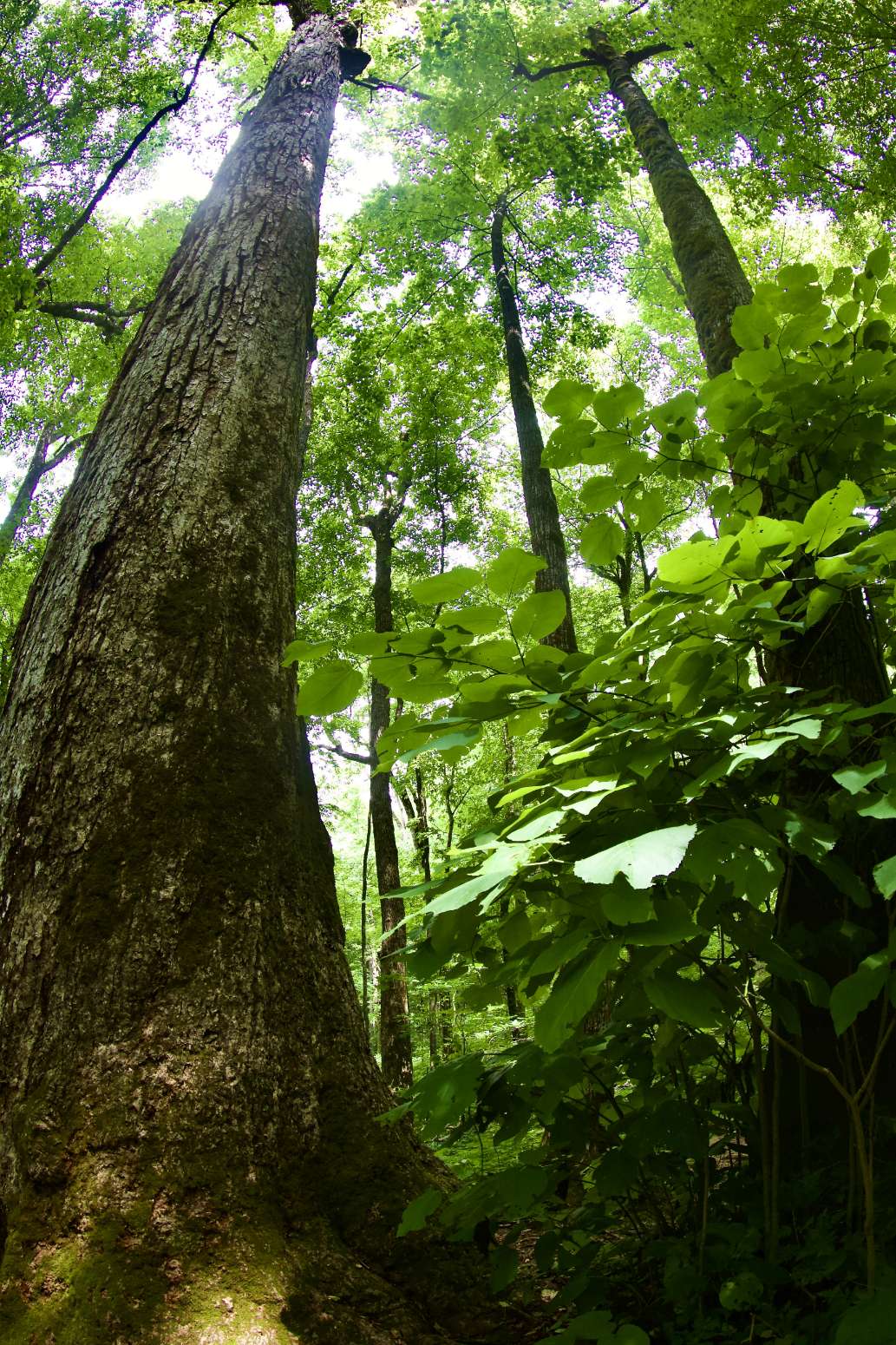 Joyce Kilmer Memorial Forest