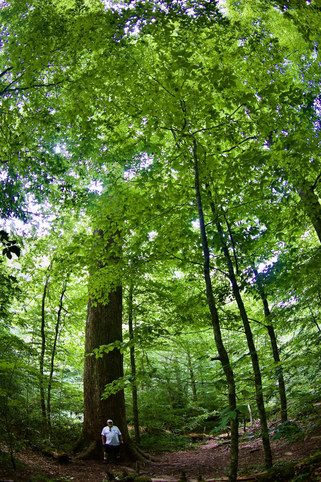 Joyce Kilmer Memorial Forest