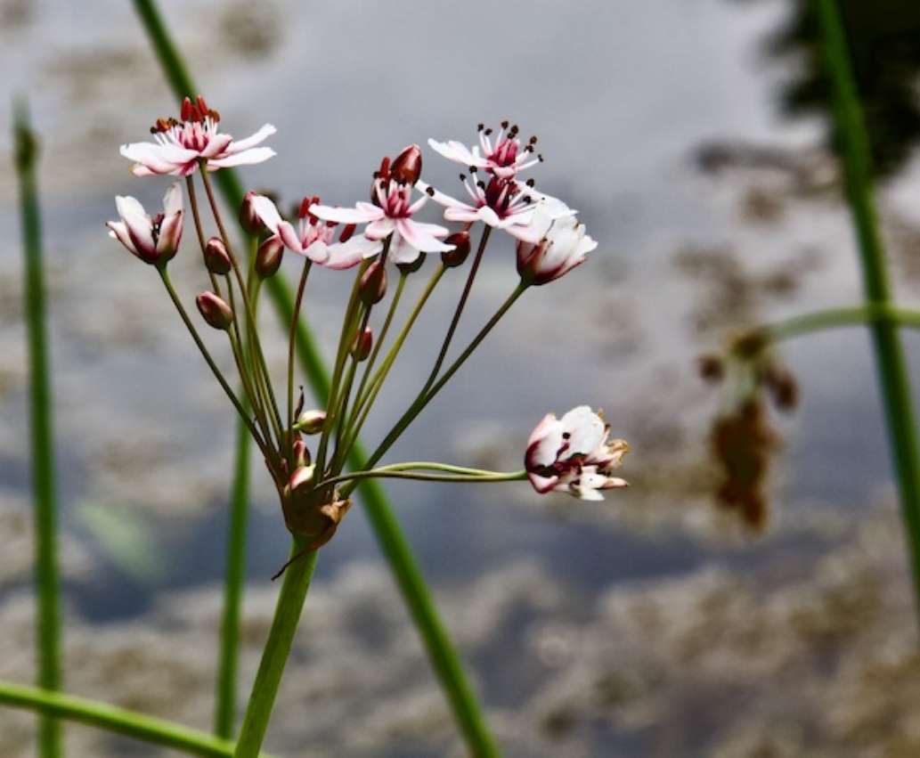 Presque Isle State Park