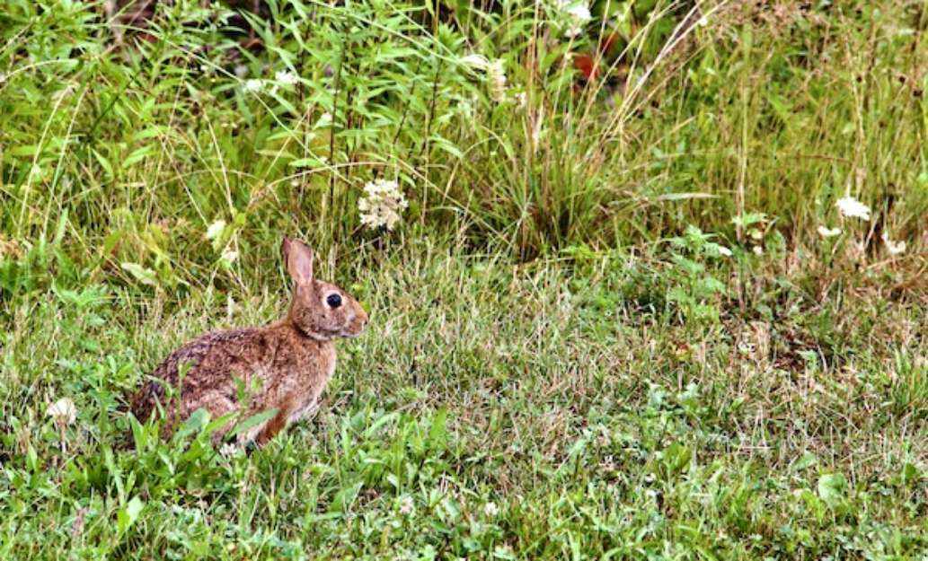Fifty Point Conservation Area