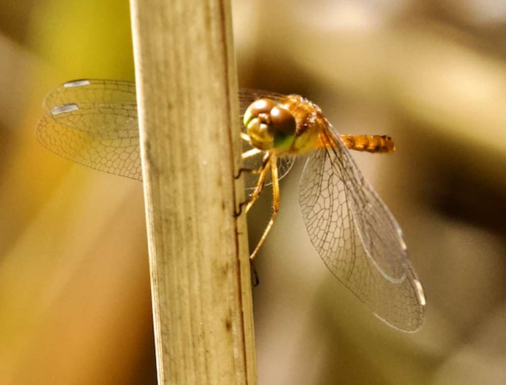 Presqu'ile Provincial Park