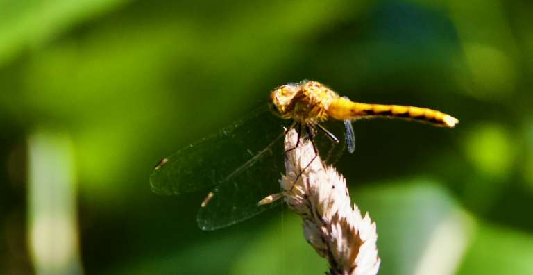 Rideau River Provincial Park