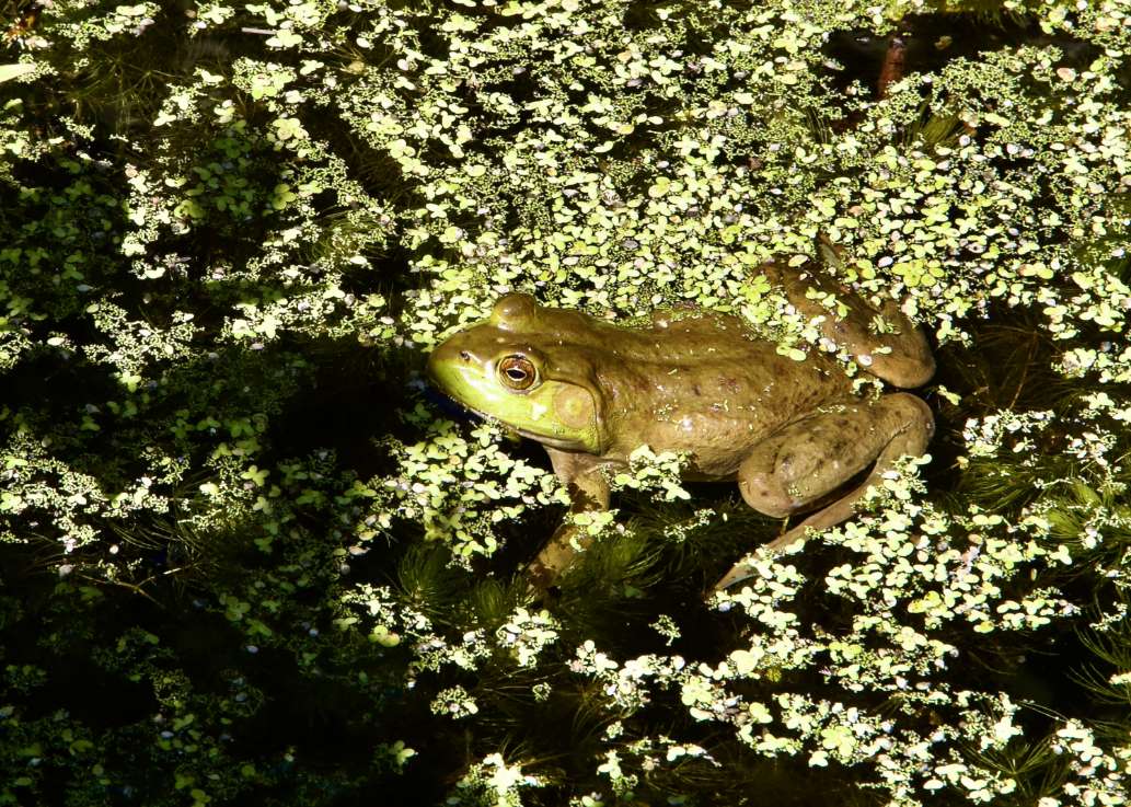 Rideau River Provincial Park