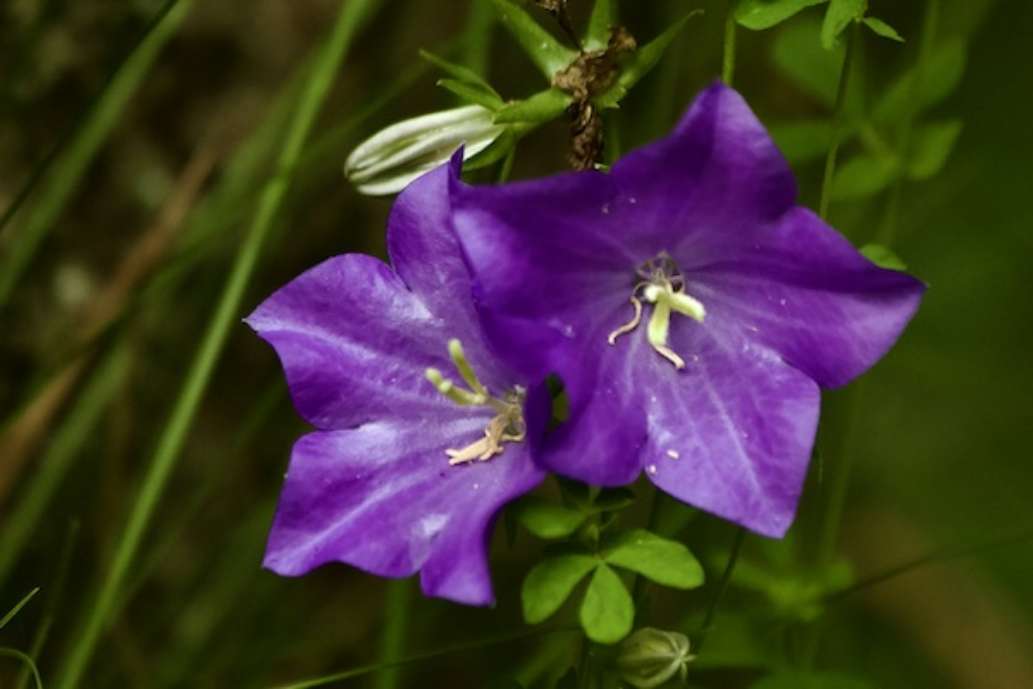 Charleston Lake Provincial Park