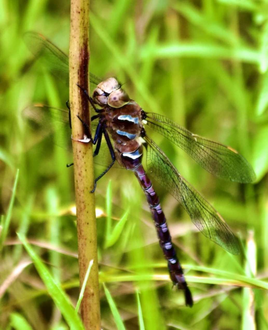 Charleston Lake Provincial Park