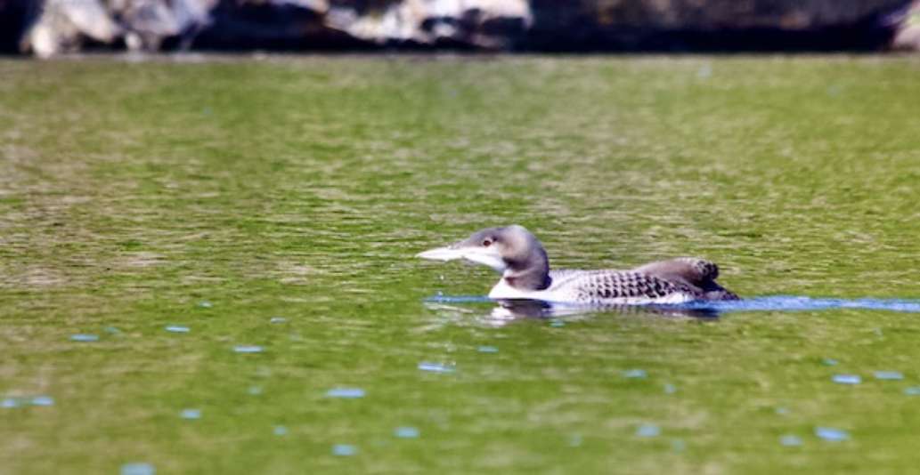 Charleston Lake Provincial Park