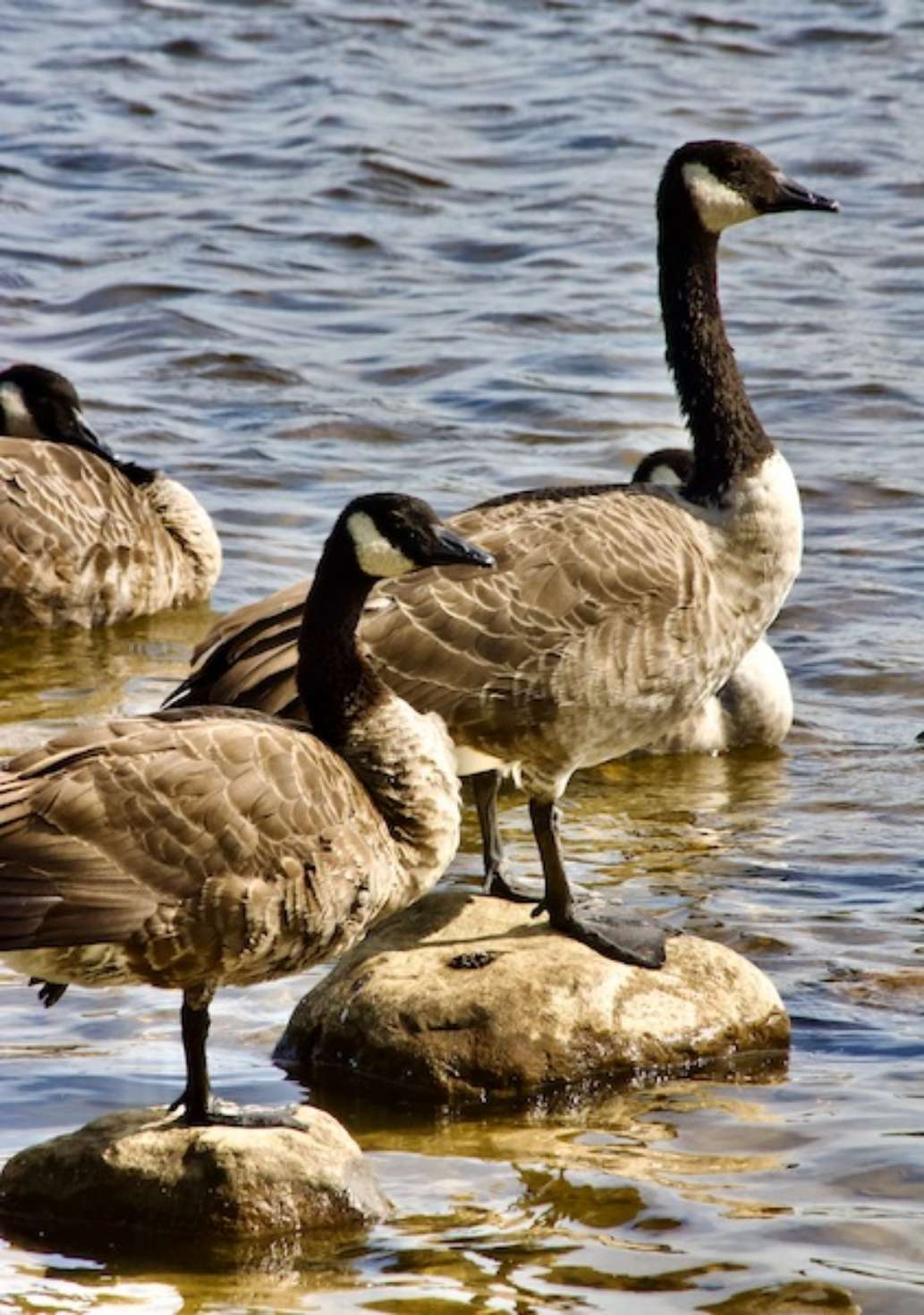 Voyageur Provincial Park