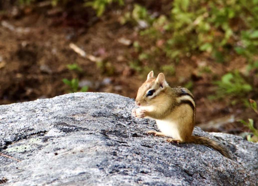 Groton State Forest
