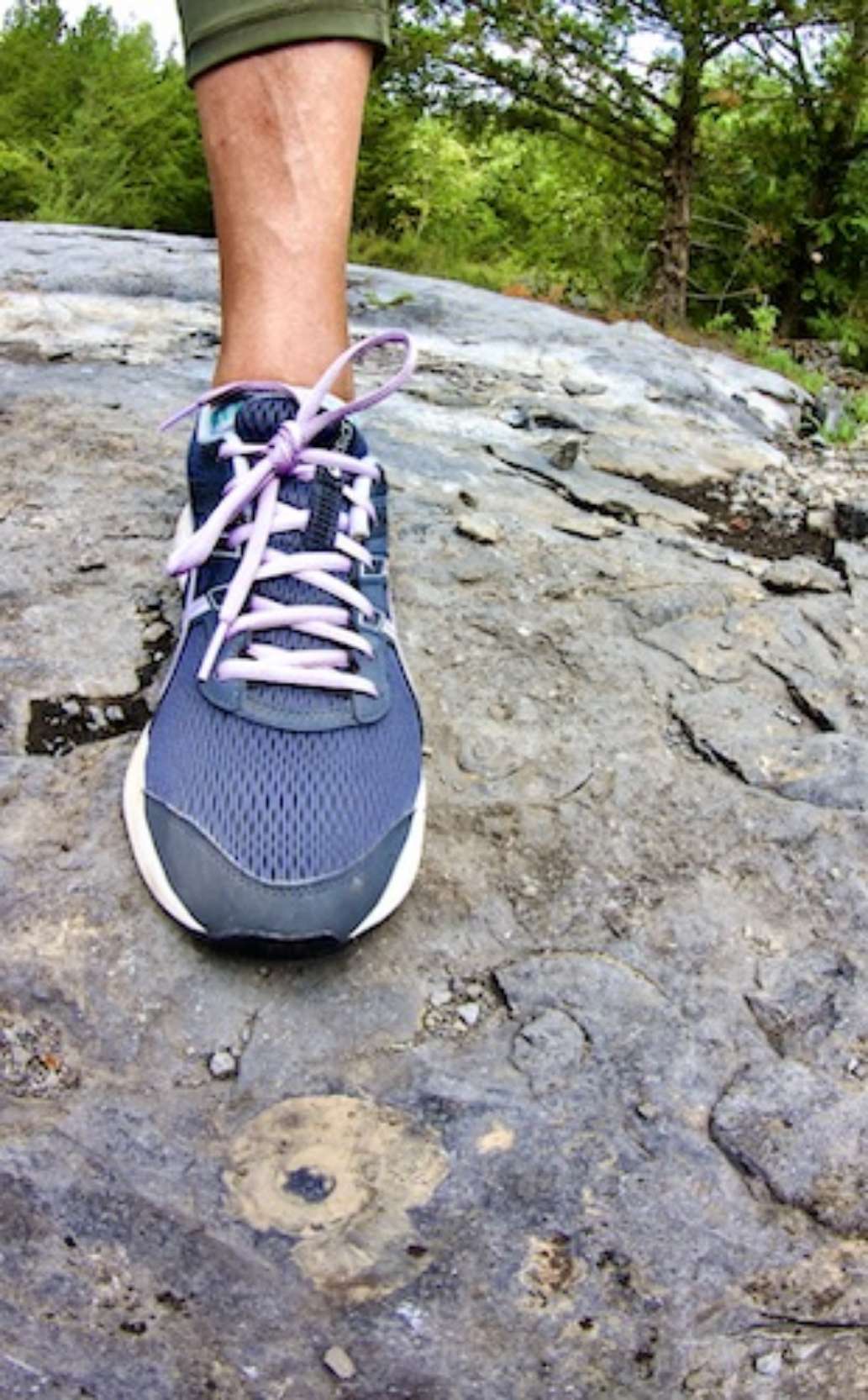 Goodsell Ridge Fossil Preserve