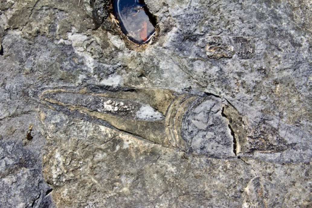 Goodsell Ridge Fossil Preserve